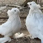 جوز بخارى ابيض انتاج لكن له فترة موقف