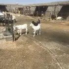 تيوس