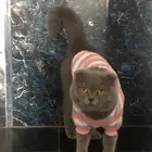 انثى سكوتش فولد للبيع