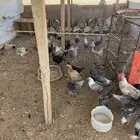 دجاج وديكه الأغلب بياض