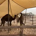قعدان قصب على حليب أمهاتها