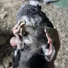 للبيع قطايف قنادي انتاج طيوري