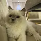 قط نوع هملايا للتبني