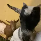 تيوس تؤوم العمر شهرين