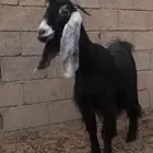 معزاء دفيع