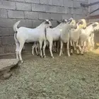 مشاريع فحول بيشية صنف الصنف