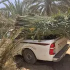 نخيل لبيع