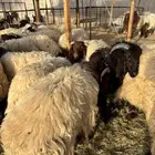 ضحايا نعيم تابي او كاش