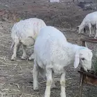 طليان للبيع حري