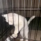 قطوه