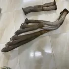 التيما