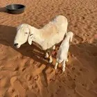 خلفه شاه