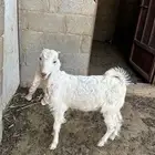 تيس العمر 3 شهور ونص