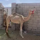 قعود مهجن