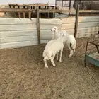 خروف ورخل حريه طيبات بالحيل
