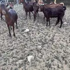 معزا دهم صنف