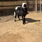 للبيع خروف هجين حري ونجدي