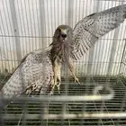 طير طيور بأشق او شبوط