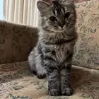 قطة شيرازي للتبني شقراء