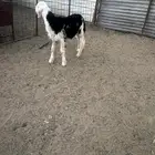 طلي نجديه ذبيحه