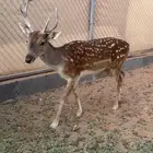 زوج هولندي منتج