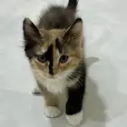 قطط للتبني