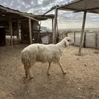 طلي نجدي فاخر