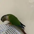 كنيور ذكر بشهادة