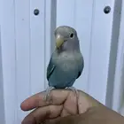 زوج روز اليف