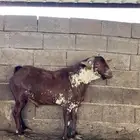 تيس واشح أدهم