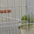 للبيع دره هندي