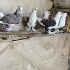 حمام