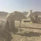 ناقة للبيع