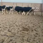 عرض بيع جذعات نجد صنف منوت القناي