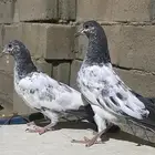 للبيع حمام باكستاني