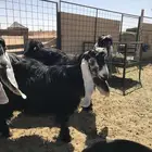 معزا عوارض صنف