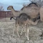 حمراء رباع