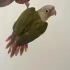 ببغاء كنيور اليف وهدد
