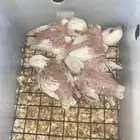 4 فروخ روز البينو عيون حمر