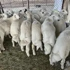 34 خروف مقفله شحم