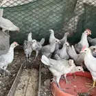 صوص دجاج فيومي المنيوم