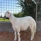 حري مشروع فحل معرف