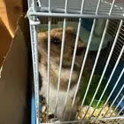 هامستر سوري