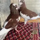 تم تم تم البيع حمام قطيفي ألوان جميله