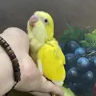 تم البيع فرخ كويكر لاتينو