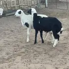 خرفان هجين