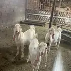 تيوس