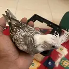 كروان هولندي غر