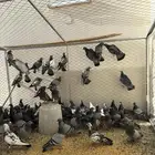 حمام سارح نشيط