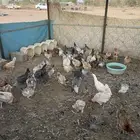 دجاج بلدي للبيع